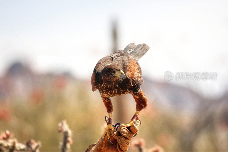 Ferrungous Hawk在亚利桑那沙漠
